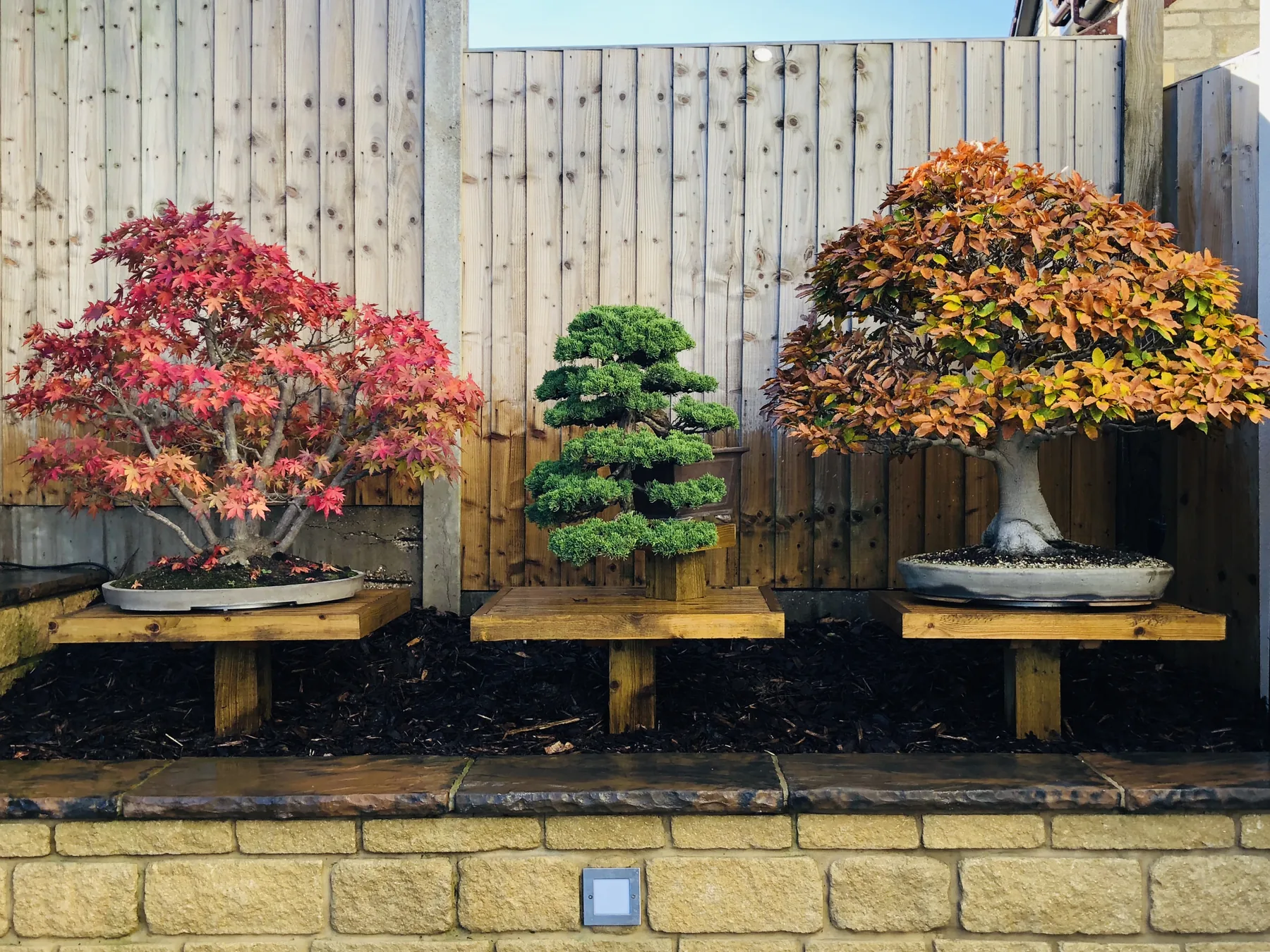 Three bonsai in autumn colour — Japanese maple, juniper and beech