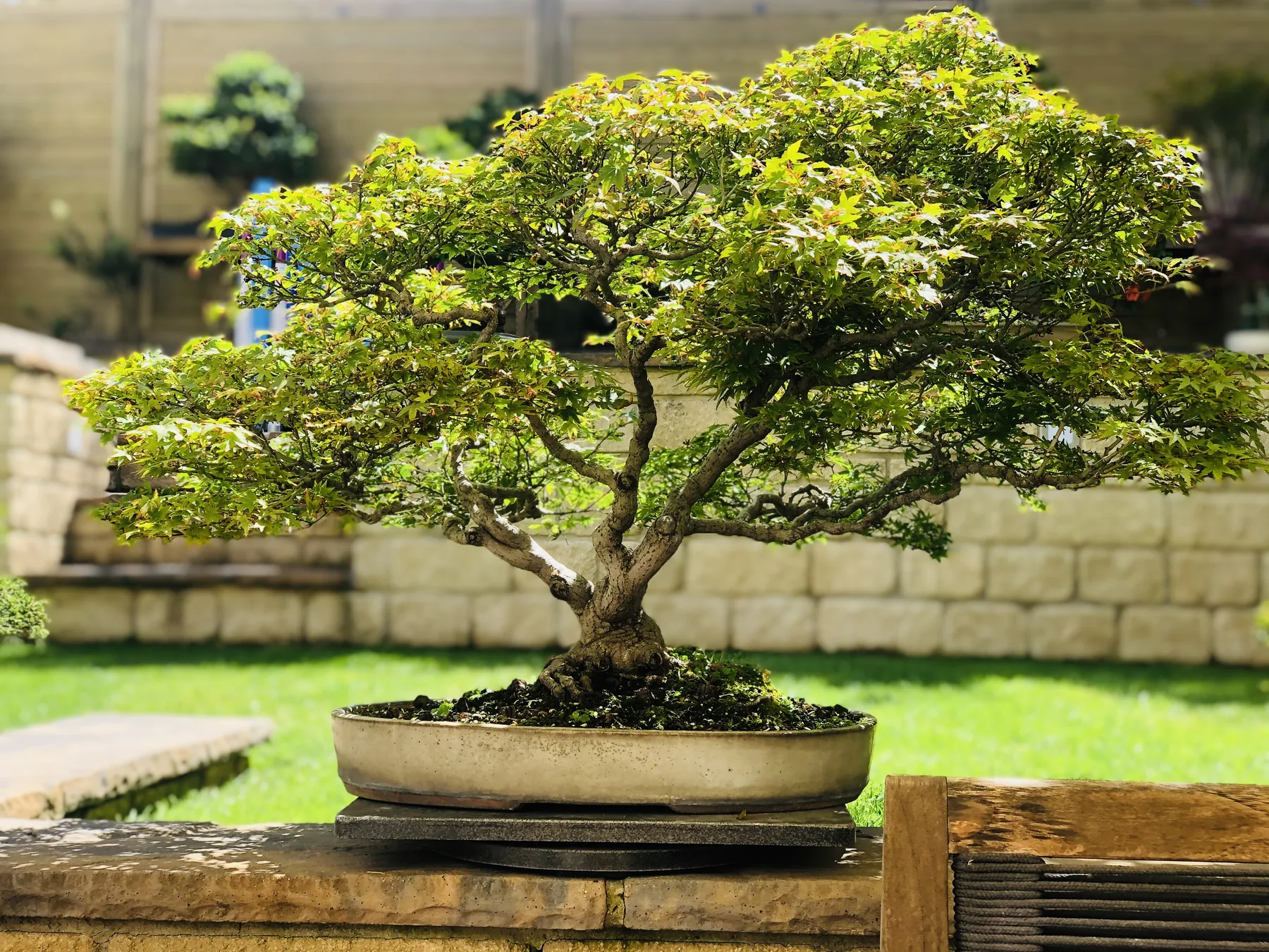 A mature Japanese maple bonsai in a cream pot