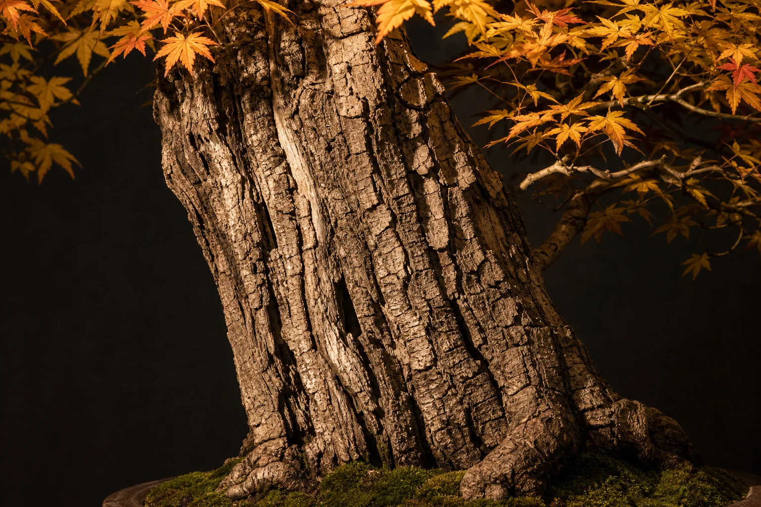 An Arakawa maple bonsai showing distinctive corky fissured bark