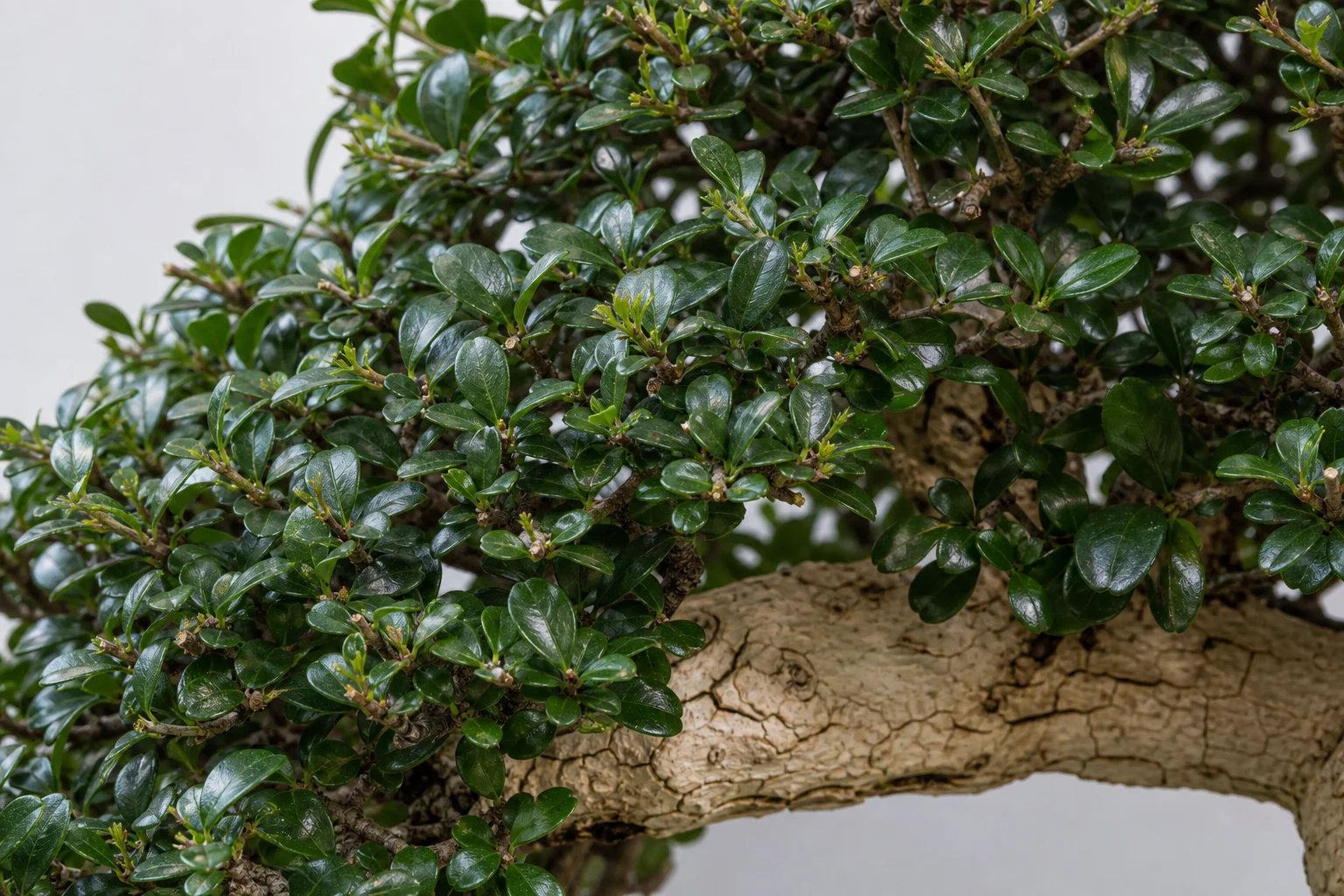 A boxwood bonsai with pale fissured bark and small dense leaves