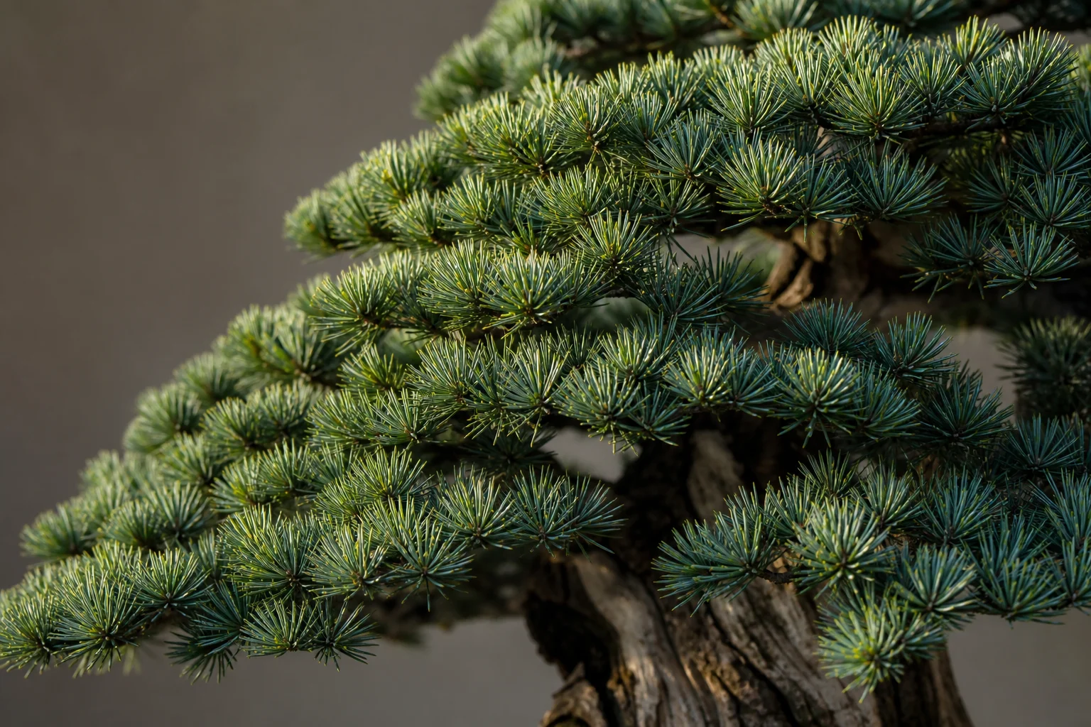 A cedar bonsai showing horizontal branching and clustered needle rosettes