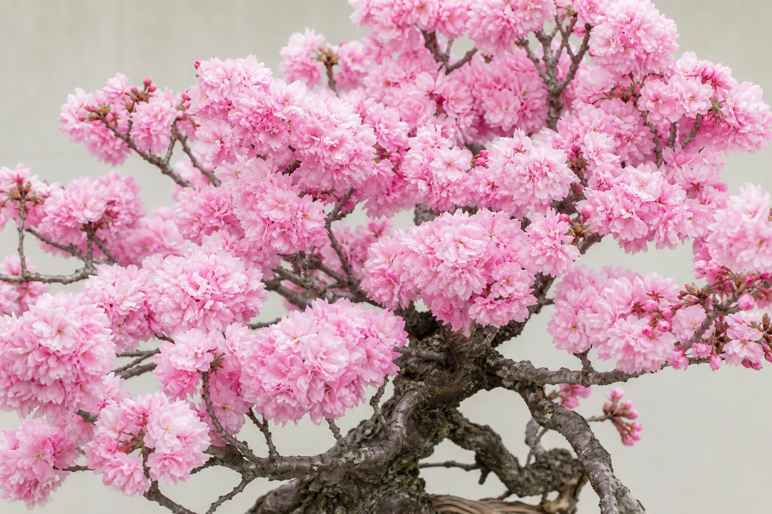 A Japanese flowering cherry (sakura) bonsai in full pink bloom