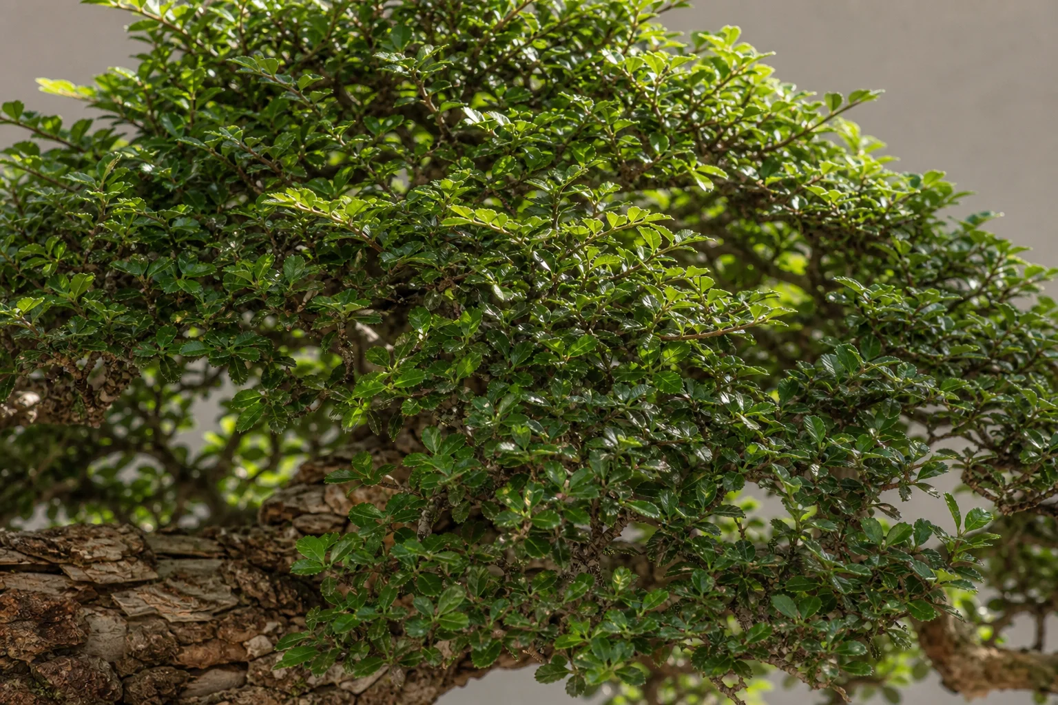 A Chinese elm bonsai showing dense ramification and corky bark