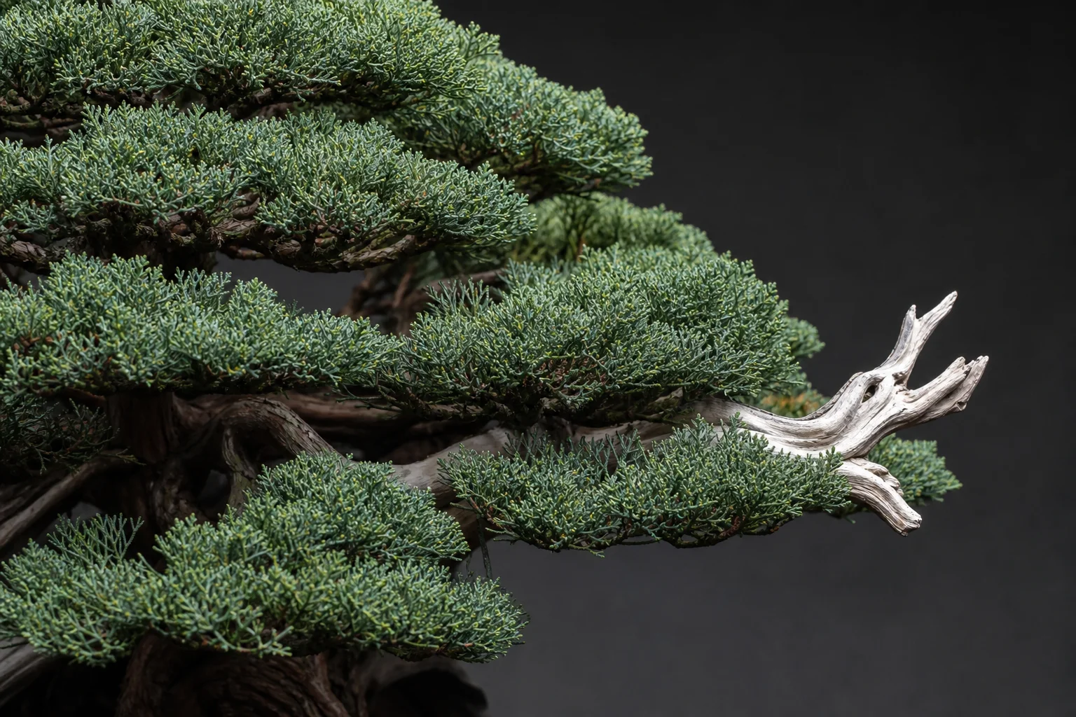 A Chinese juniper Itoigawa bonsai with bleached deadwood and fine scale foliage