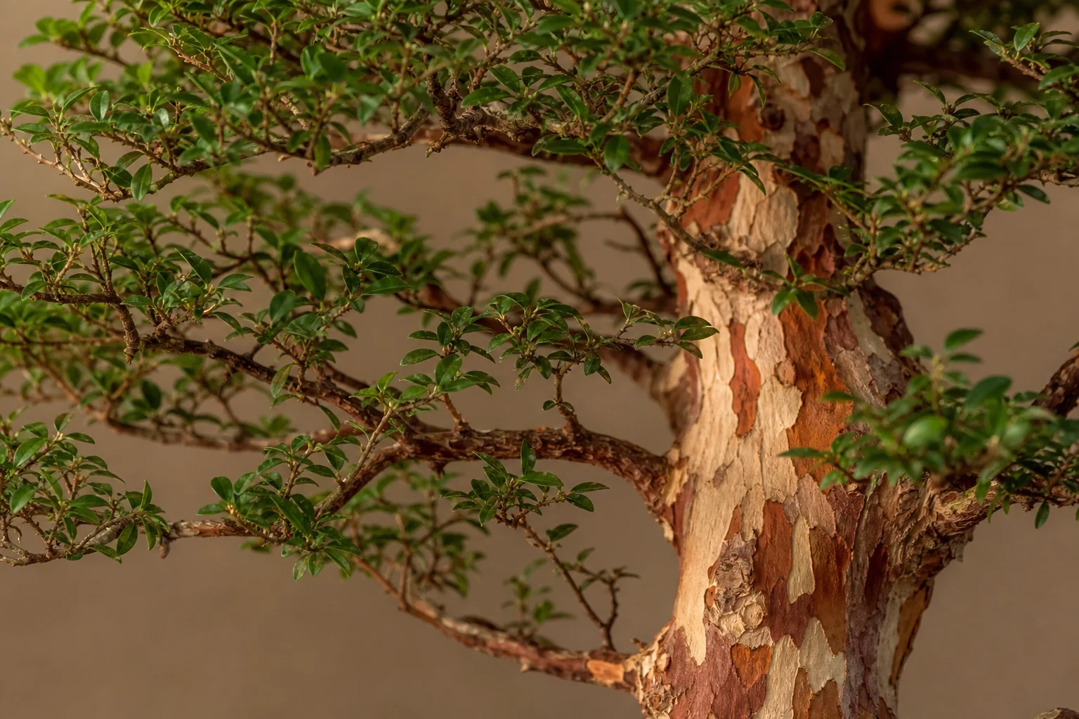 A Chinese sweet plum bonsai with peeling bark and tiny leaves