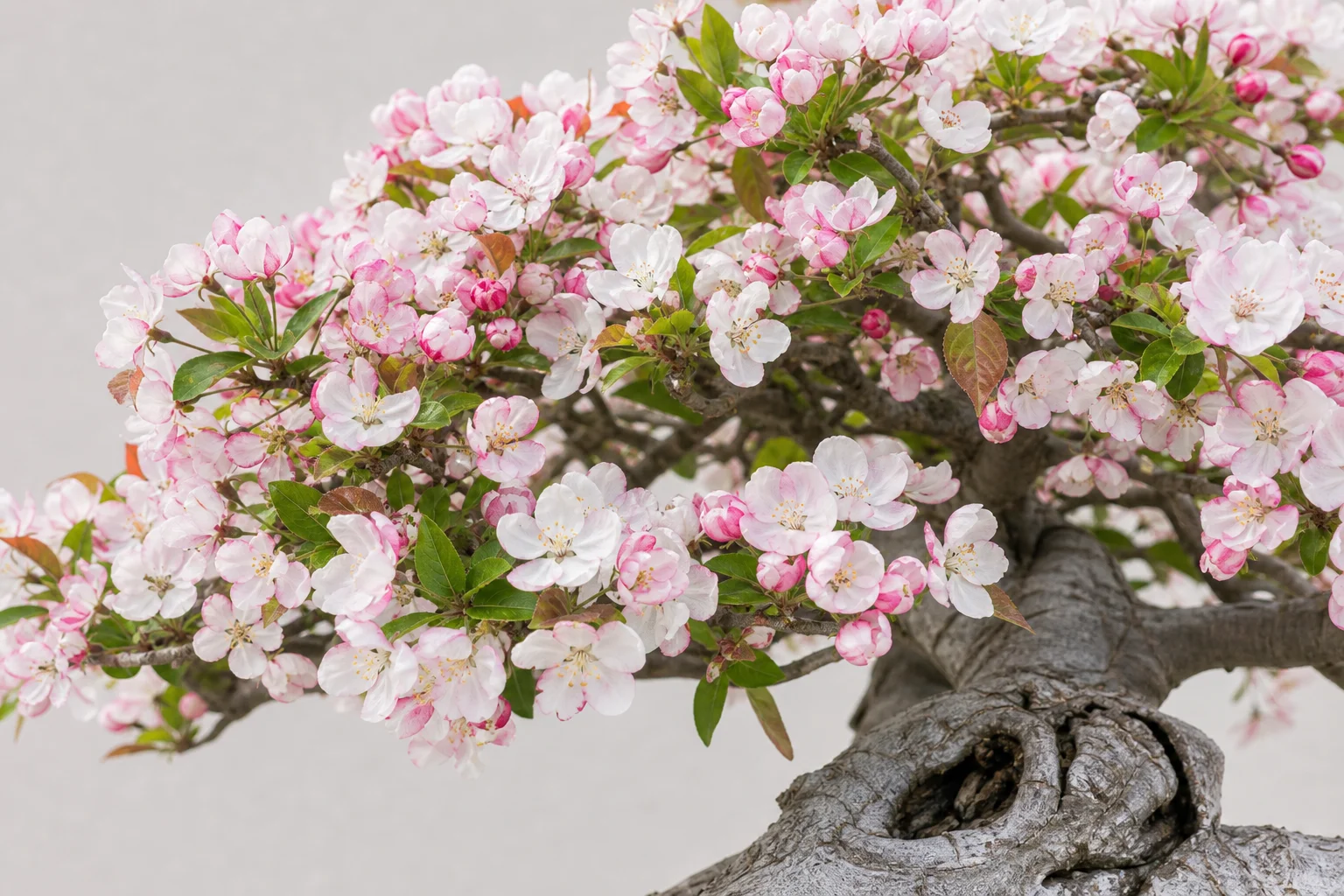 A crab apple bonsai with pink blossom in spring