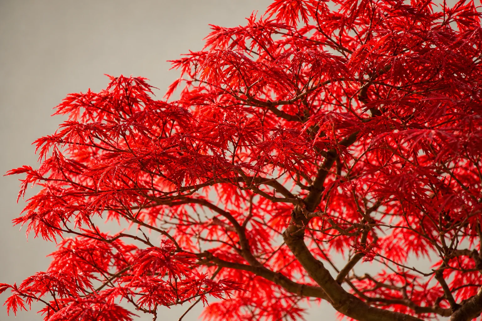 A Deshojo maple bonsai in brilliant scarlet spring foliage