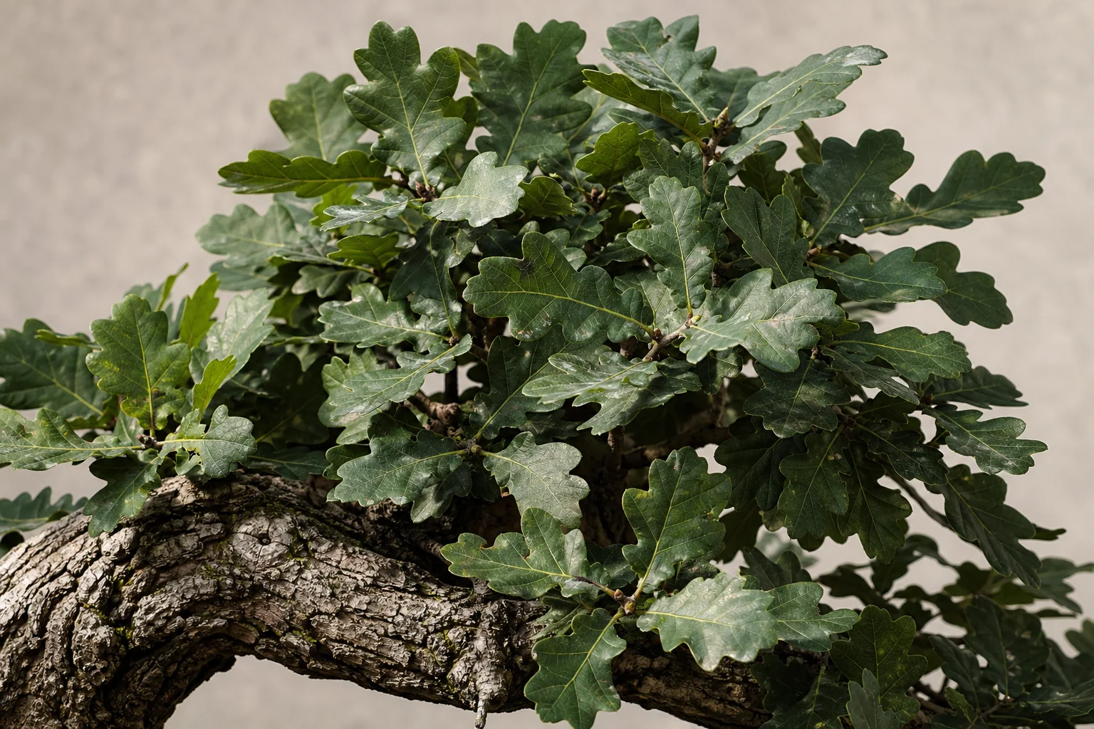 An English oak bonsai with fissured bark and reduced leaves