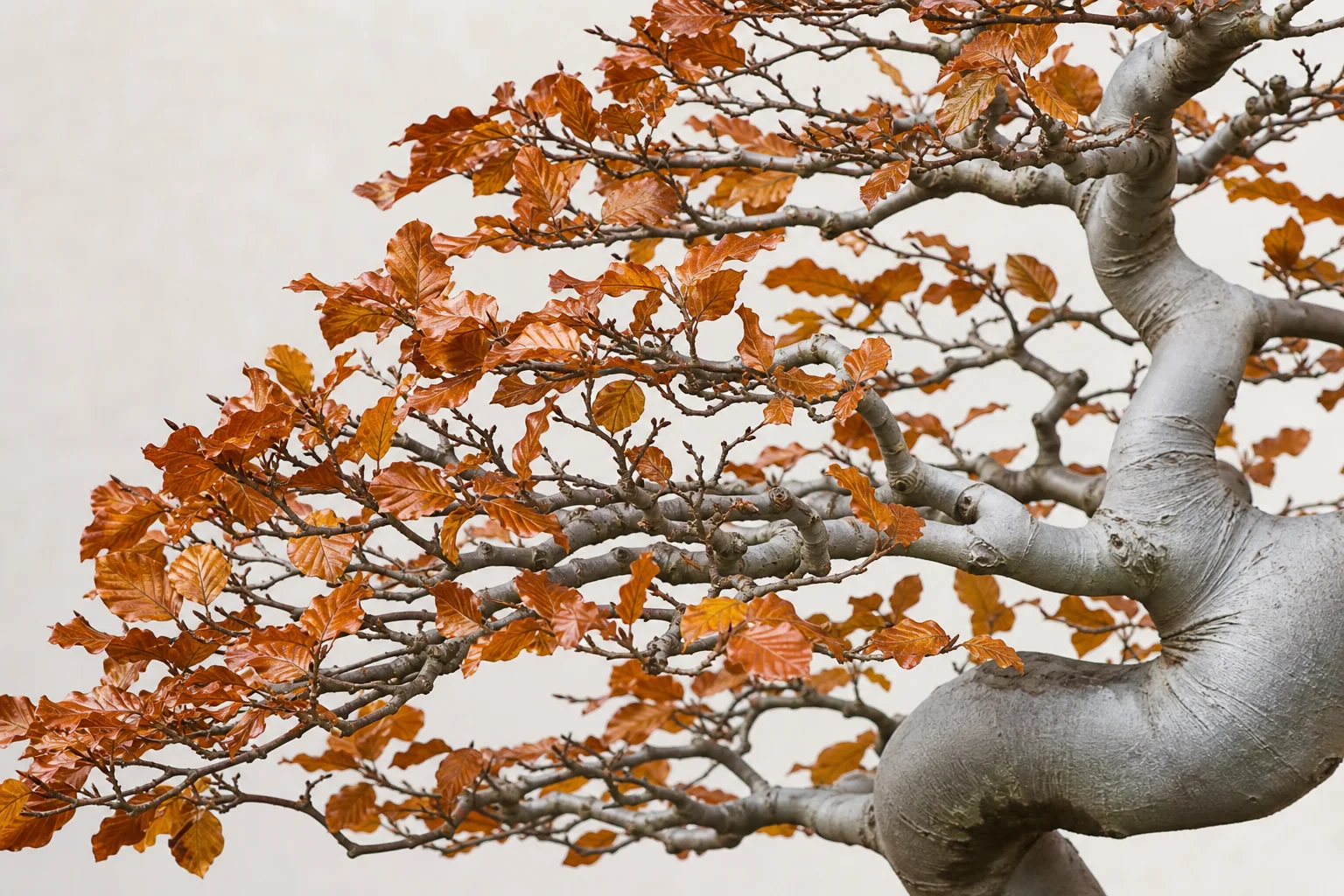A European beech bonsai with smooth silver bark and copper winter leaves