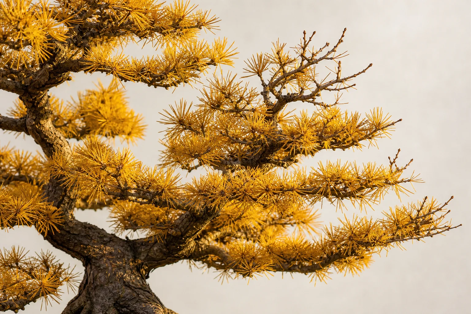 A European larch bonsai in autumn gold