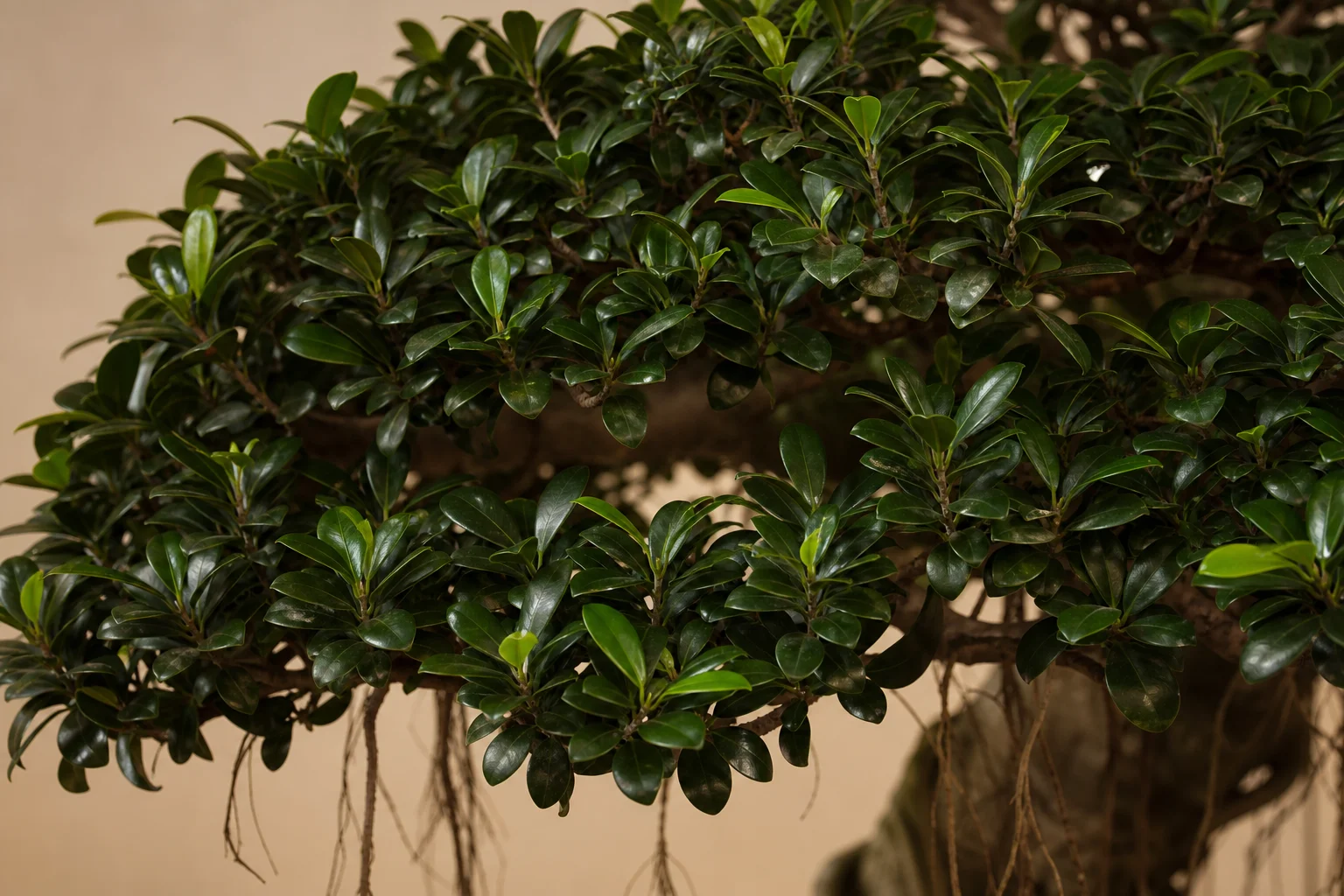 A Ficus retusa bonsai with aerial roots and dense canopy
