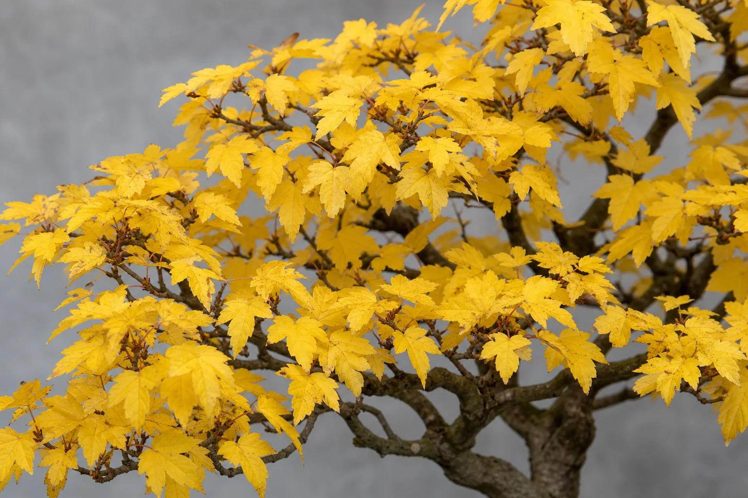A field maple bonsai in butter-yellow autumn colour