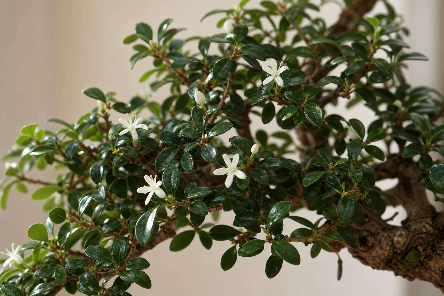 A Fukien tea bonsai with small dark glossy leaves and tiny white flowers