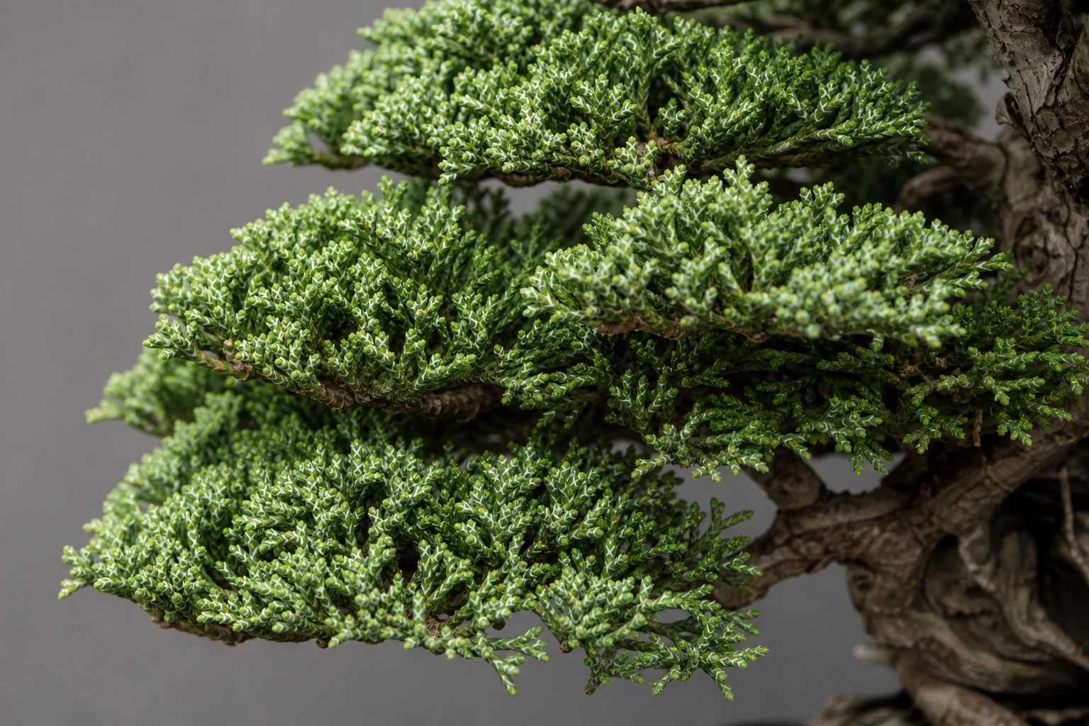 A Hinoki cypress bonsai with characteristic scale-like foliage in dense pads