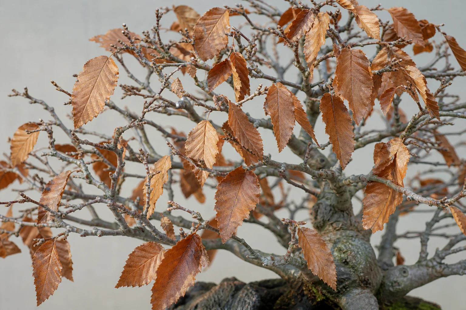 A European hornbeam bonsai showing smooth silver bark and dense ramification