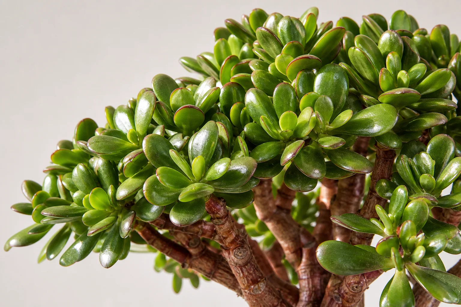 A dwarf jade bonsai with thick succulent trunk and small shiny leaves