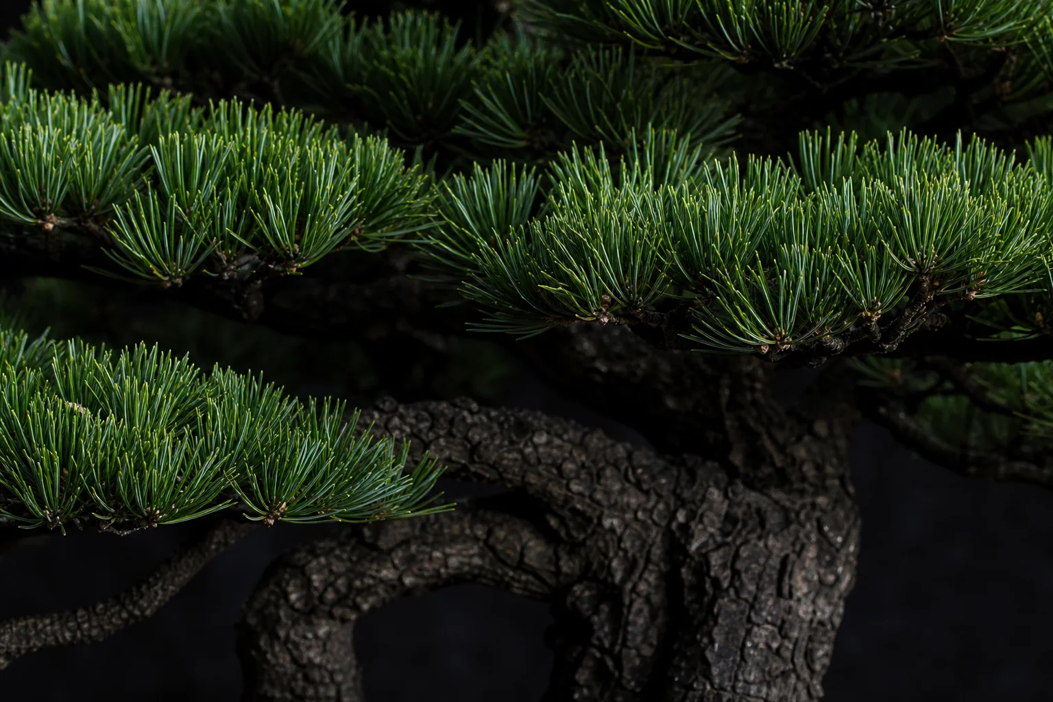A mature Japanese black pine bonsai with dark fissured bark