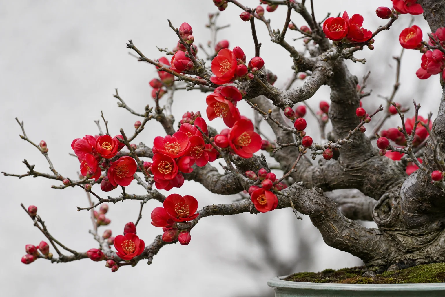 A Japanese flowering quince bonsai with bright red winter blooms