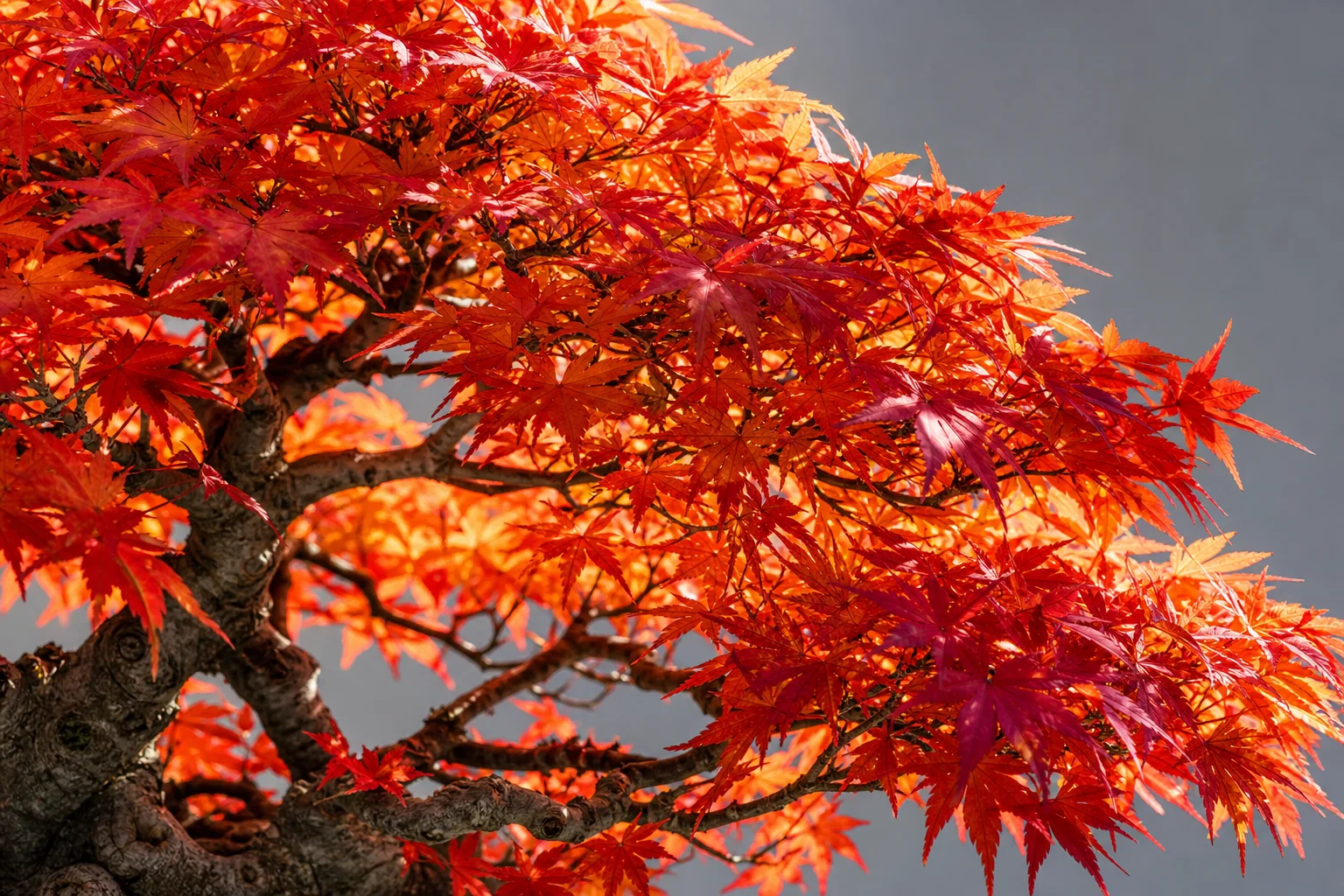 A mature Japanese maple bonsai in spring foliage