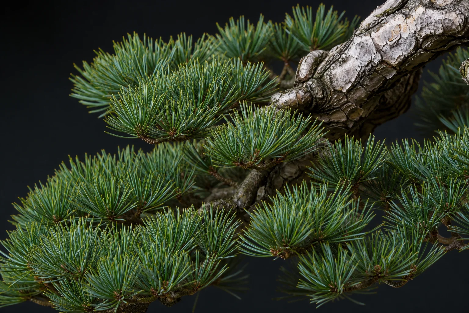 A Japanese white pine bonsai with short blue-green needles