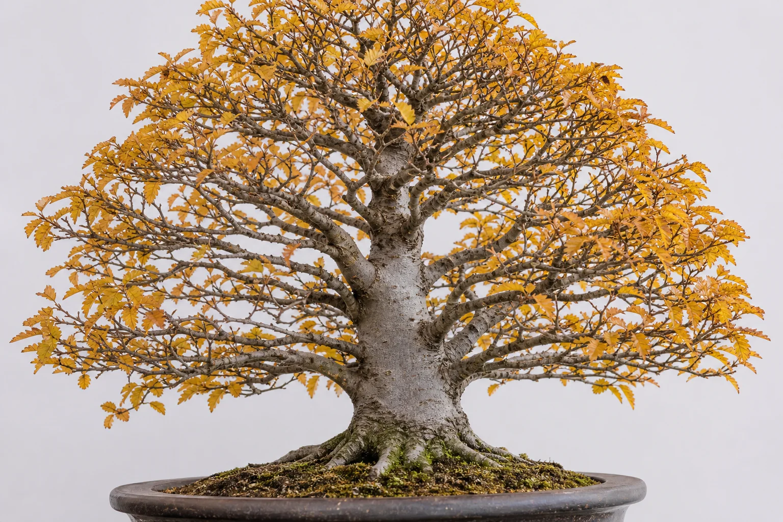 A Japanese zelkova bonsai in classic broom style
