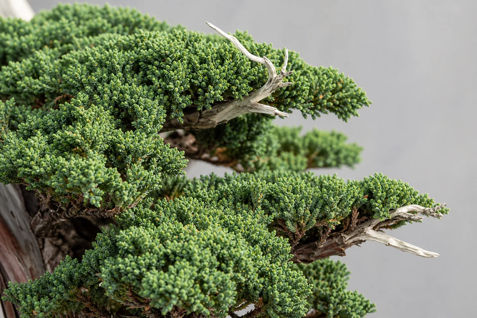 A Juniper procumbens Nana bonsai in cascade style