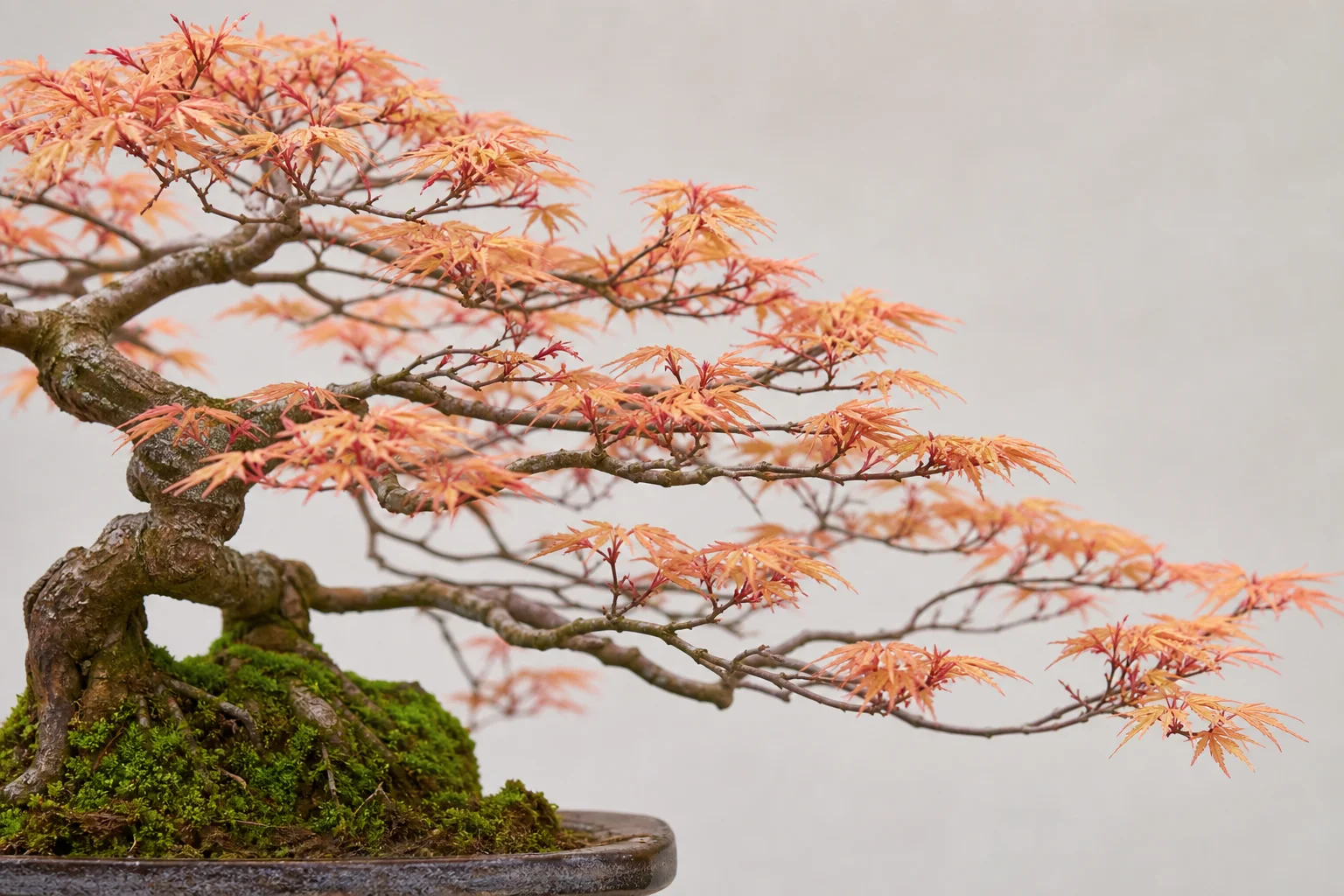 A Kiyohime maple bonsai with small leaves and spreading habit