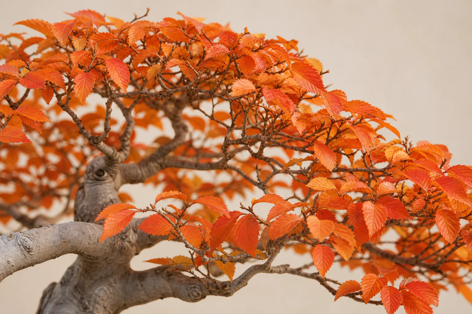 A Korean hornbeam bonsai in broom style with dense ramification