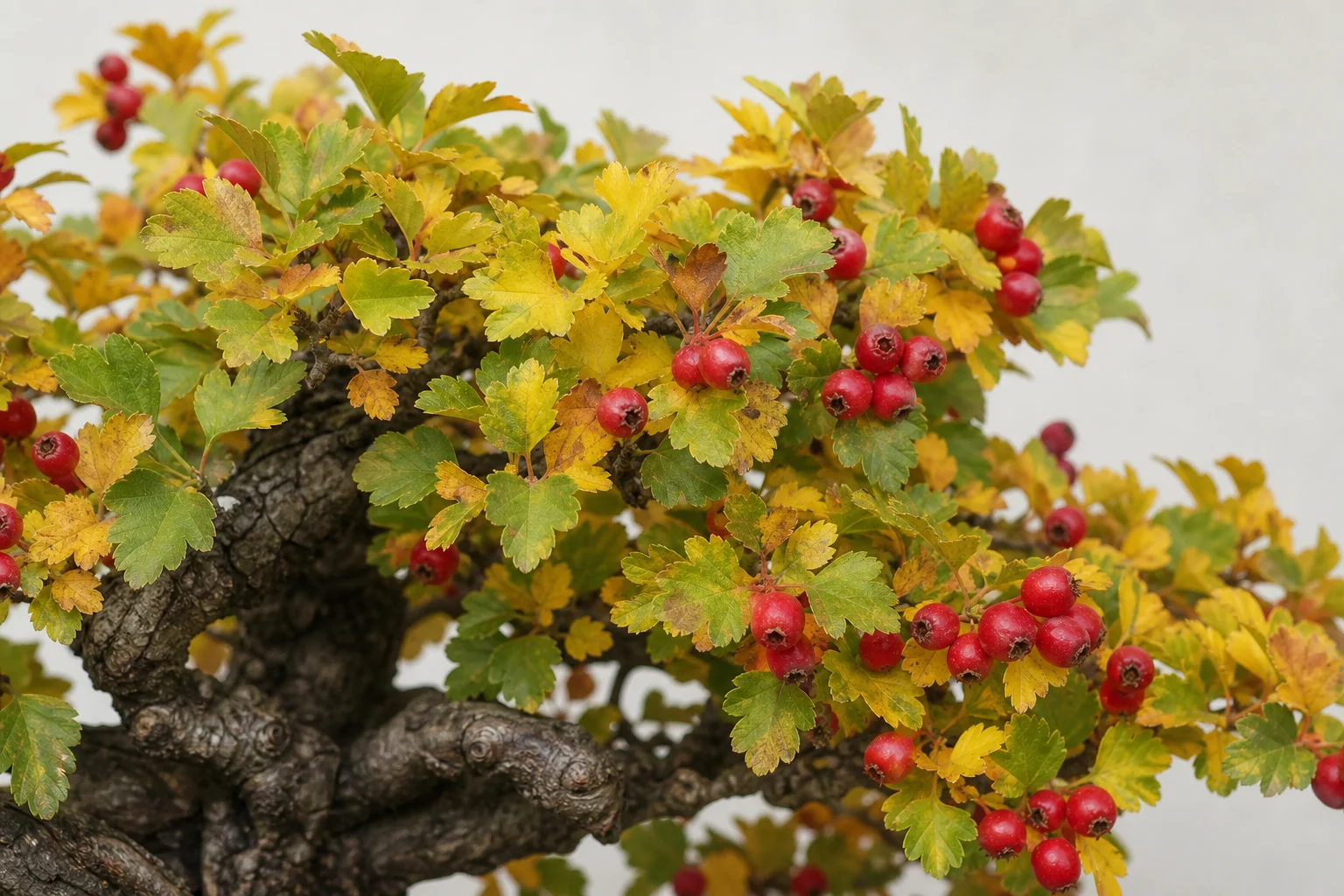 A Midland hawthorn bonsai showing characteristic less-lobed leaves