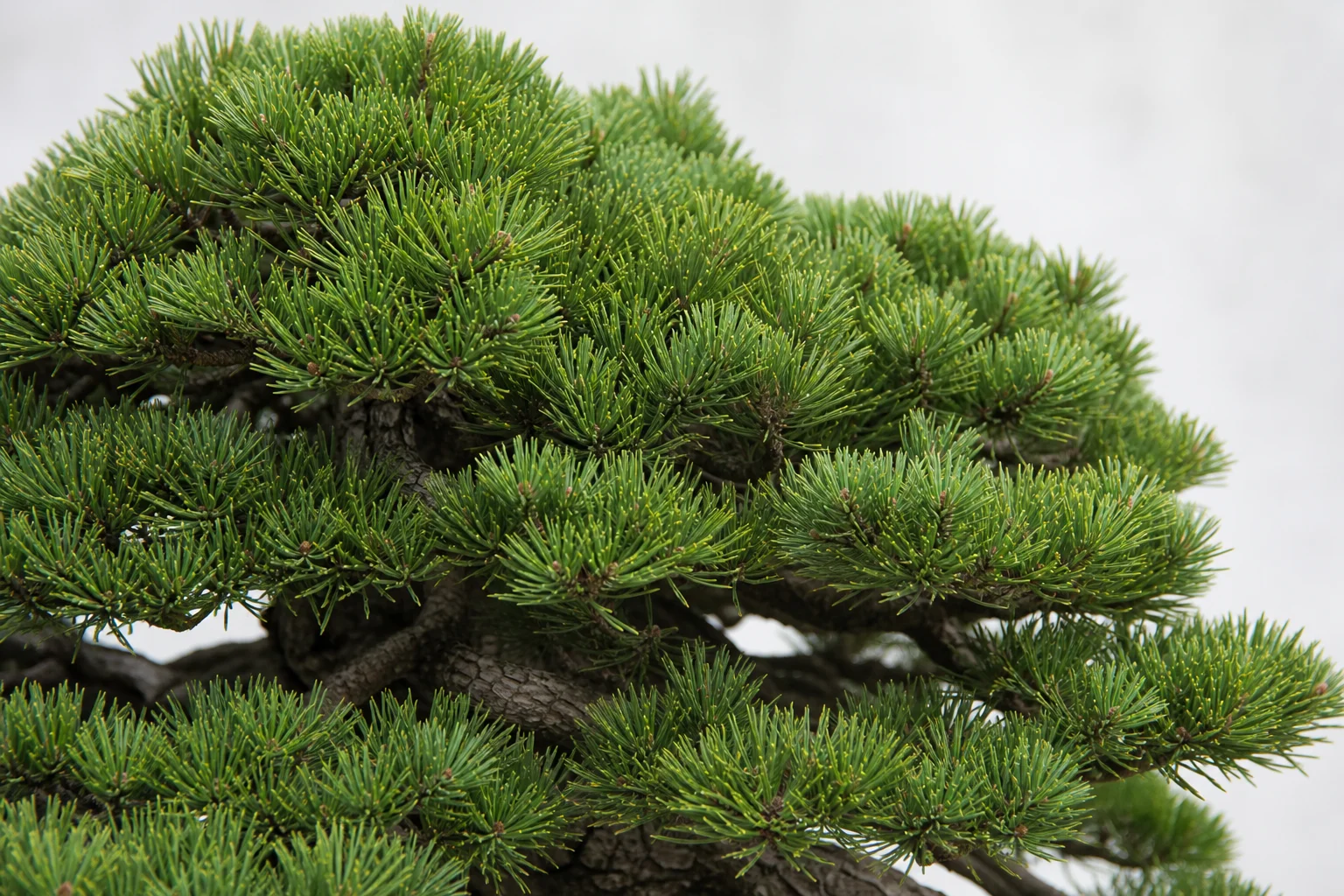 A mugo pine bonsai with dense compact foliage