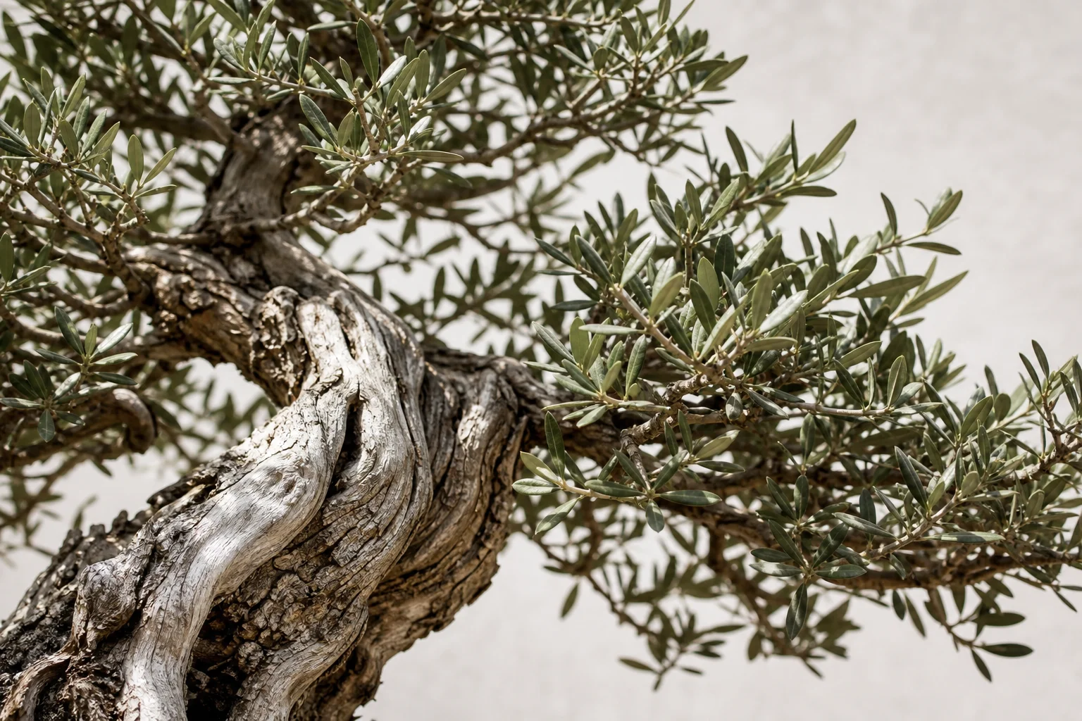An olive bonsai with gnarled trunk and silver-grey foliage
