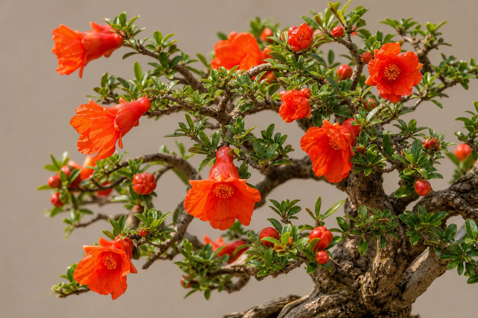 A dwarf pomegranate bonsai with orange-red flowers and small fruit