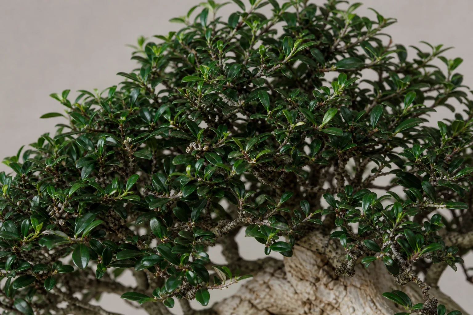 A privet bonsai with pale corky bark and dense foliage