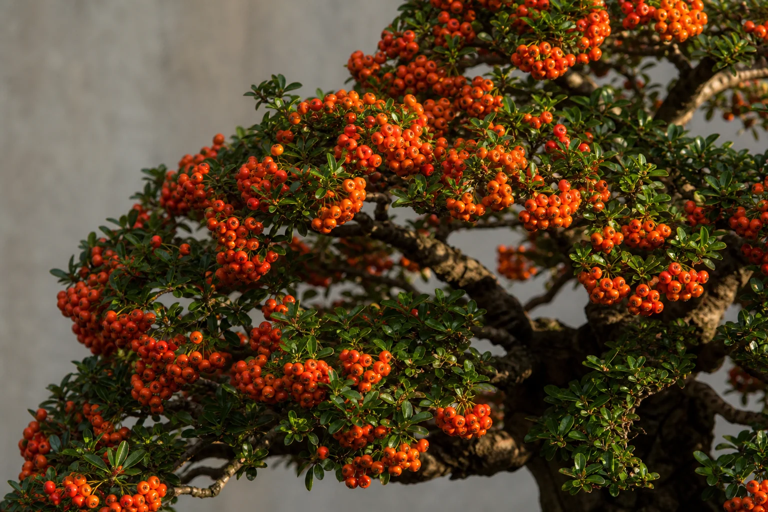 A pyracantha bonsai with dense orange berries and evergreen foliage