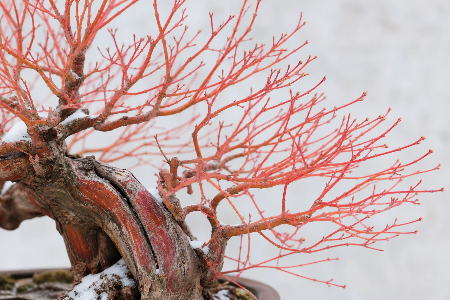 A Sango Kaku maple bonsai showing bright coral-red young bark in winter