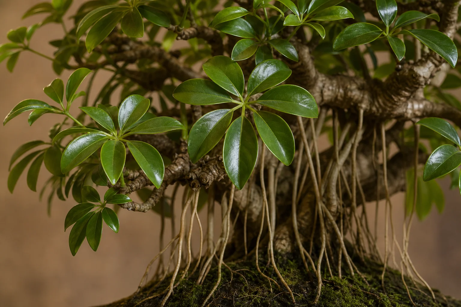 A Schefflera bonsai with developing aerial roots and umbrella-pattern leaves