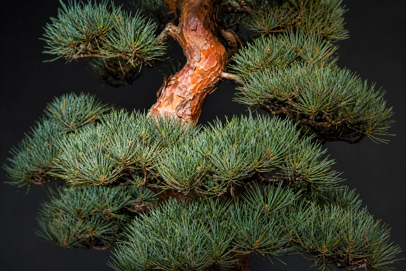 A mature Scots pine bonsai with flaking orange bark