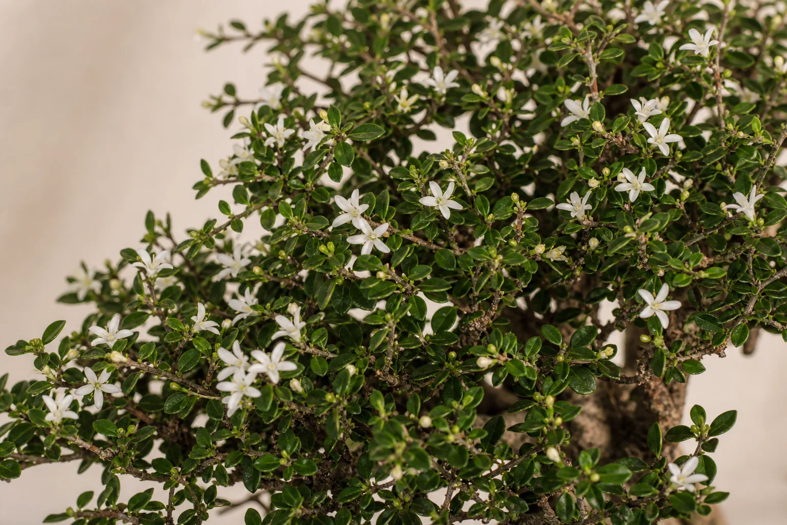 A Serissa bonsai with small dark leaves and tiny white star flowers