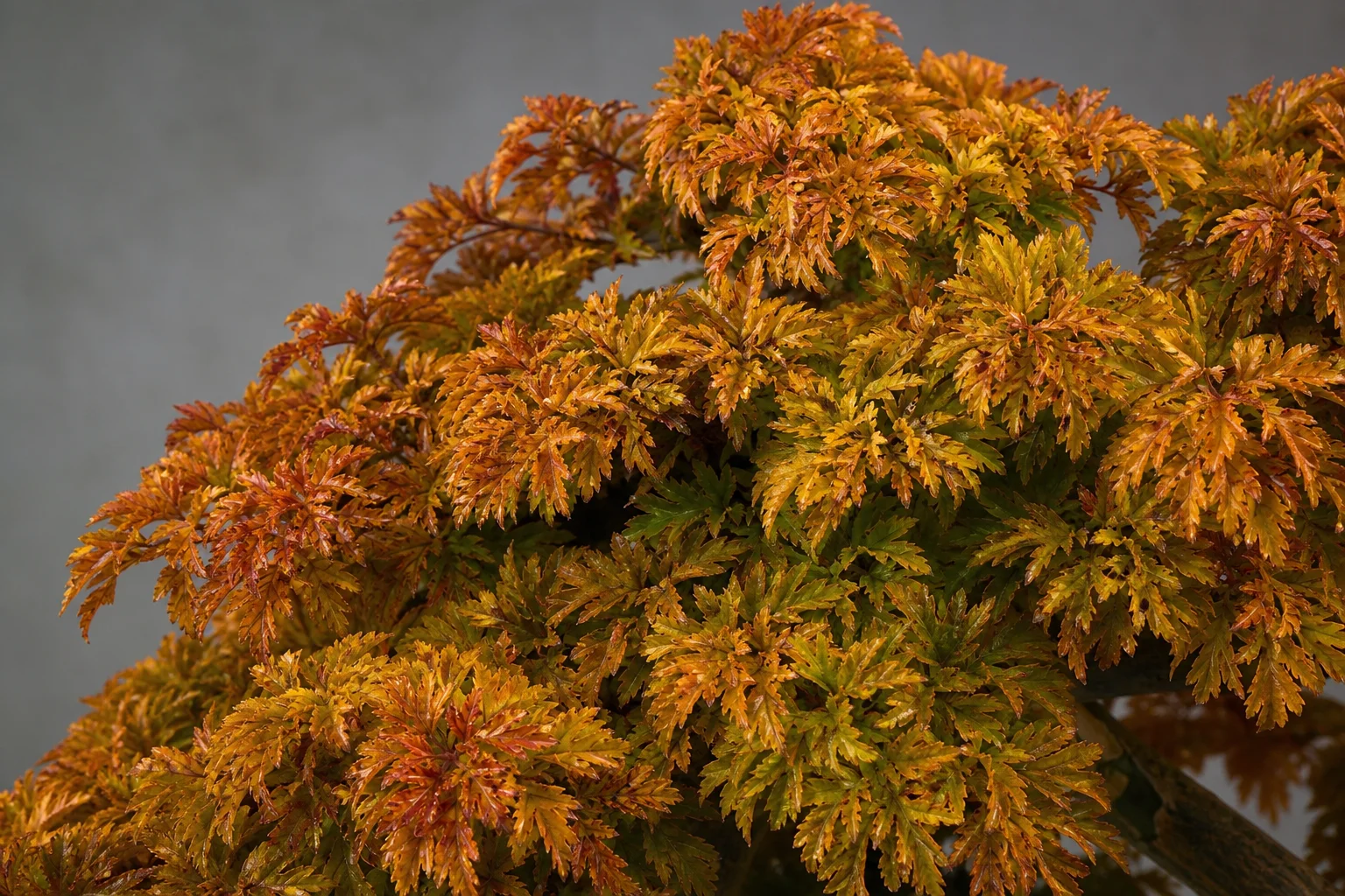 A Shishigashira maple bonsai with characteristic crinkled leaves