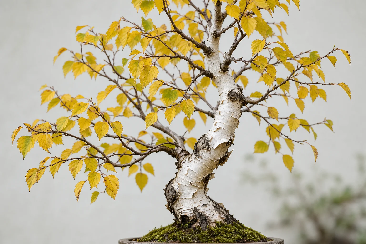 A silver birch bonsai with distinctive white peeling bark and yellow autumn leaves