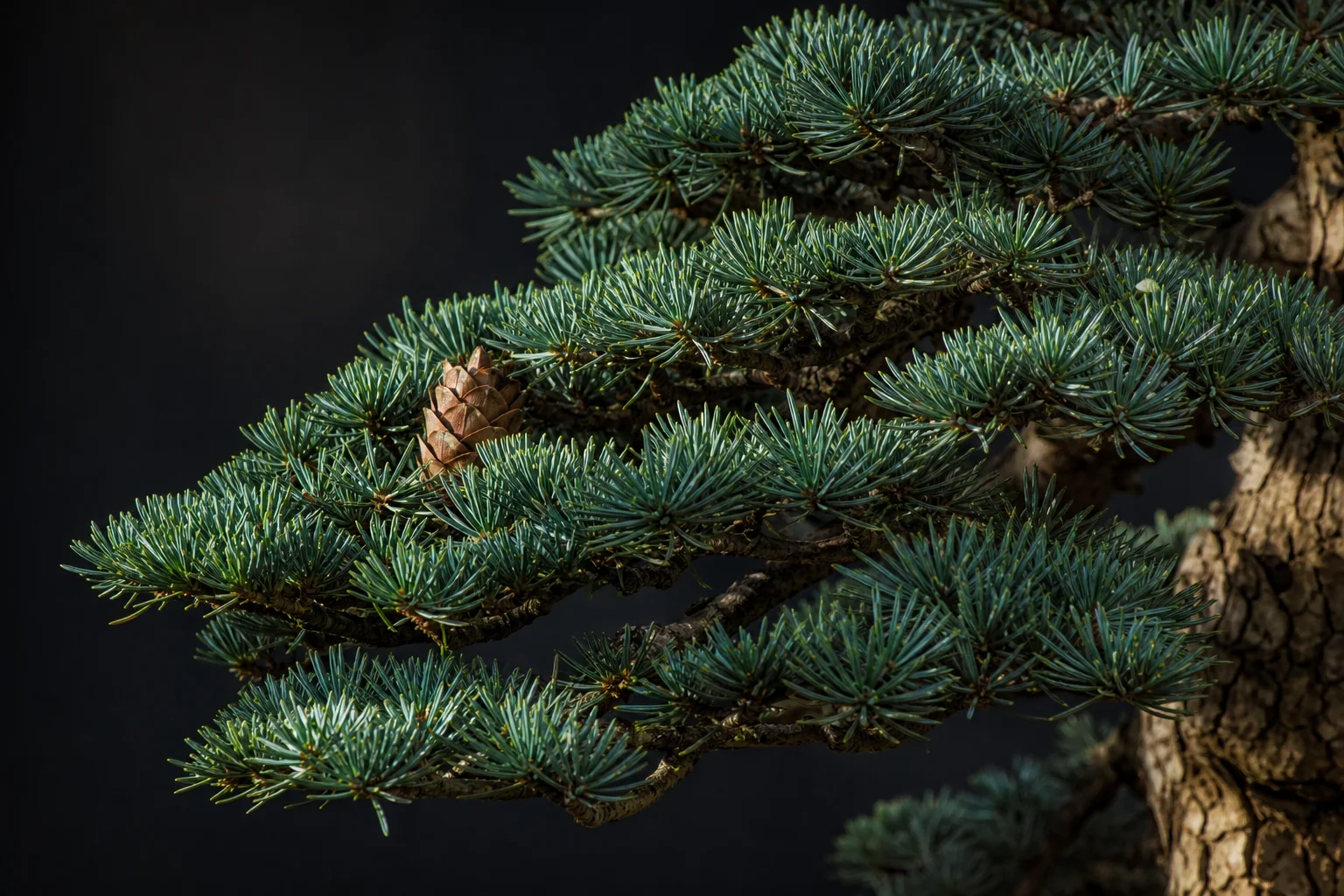 A spruce bonsai with stiff dark green needles and tiered branches