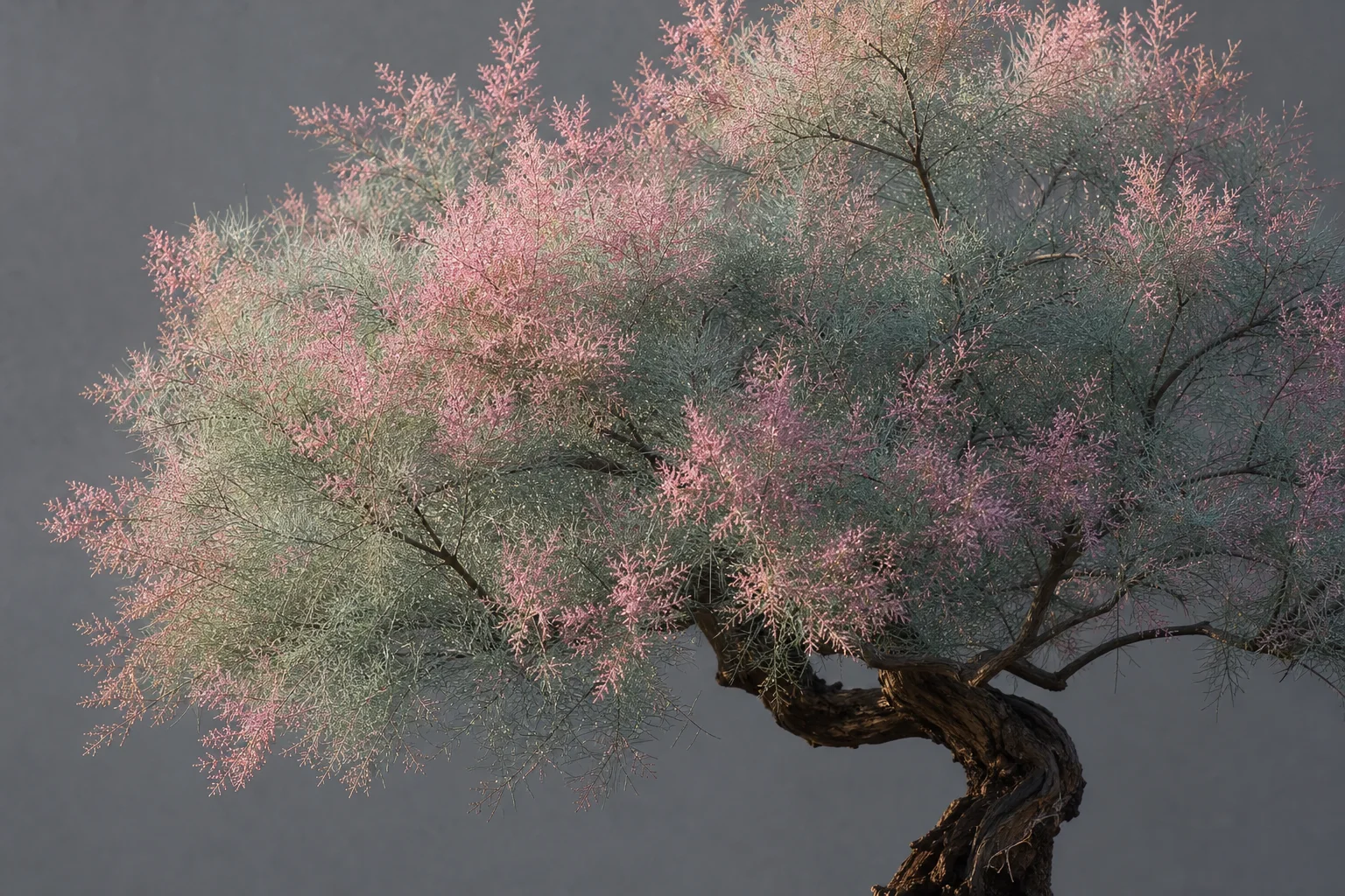 A tamarisk bonsai with feathery scale foliage and pink flower plumes