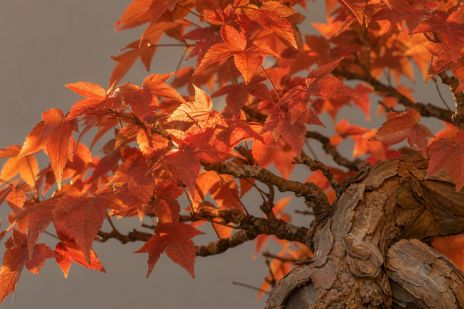 A trident maple bonsai showing plated bark and three-lobed leaves