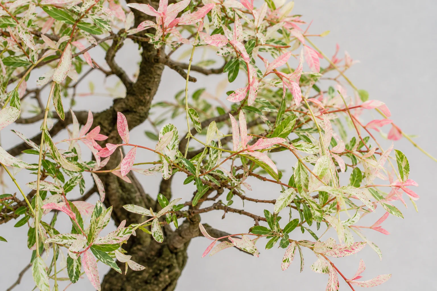 A Hakuro-nishiki dappled willow bonsai with variegated cream-pink foliage