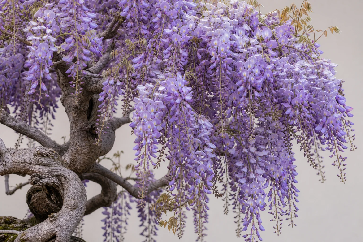 A wisteria bonsai in full flower with cascading purple racemes