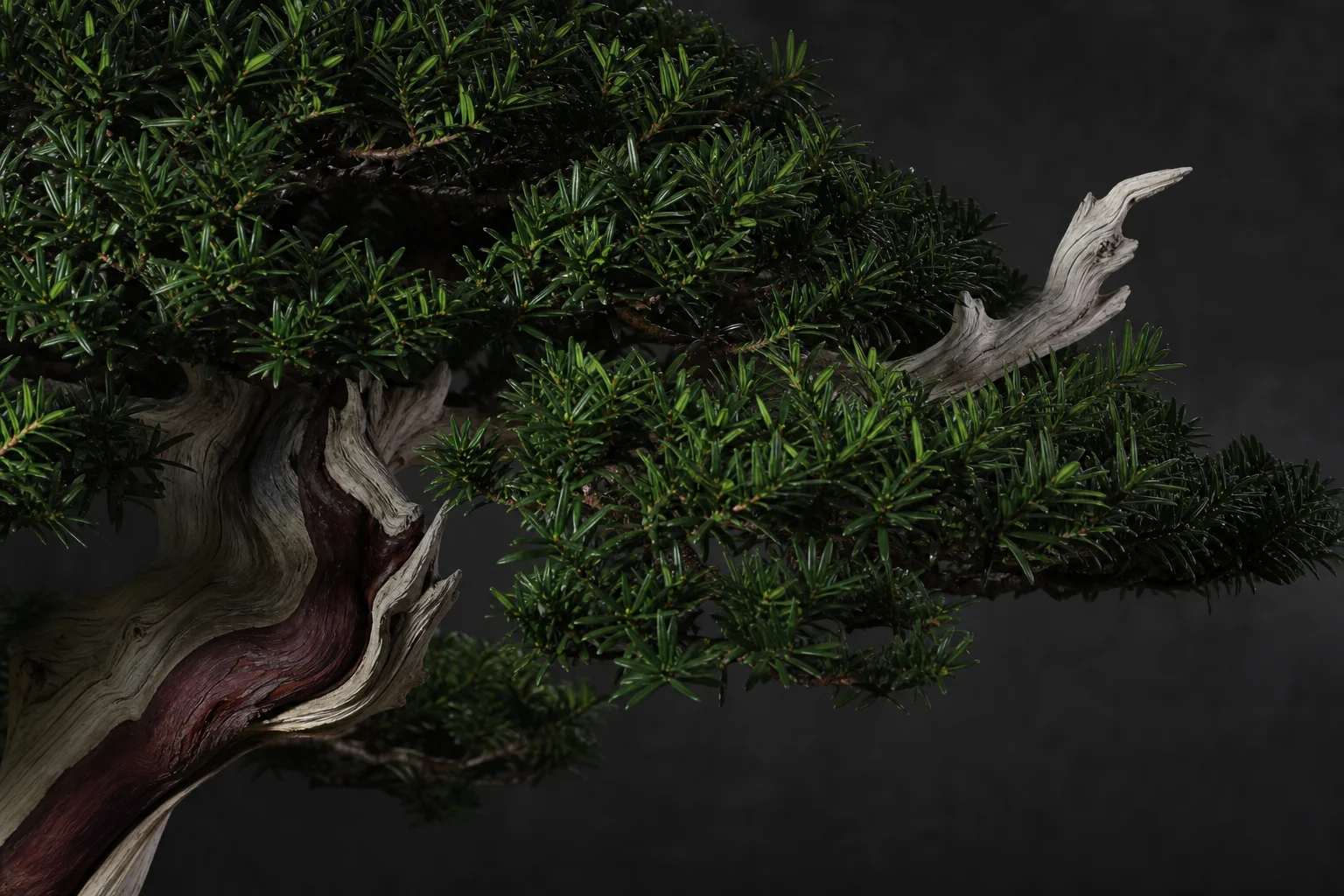 A yew bonsai with dramatic deadwood and dark glossy foliage